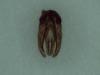 Osmia sp.